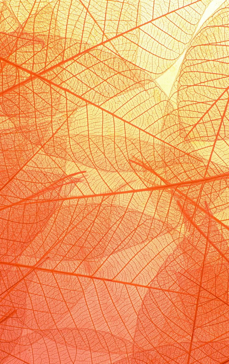 Orange translucent leaves skeletons